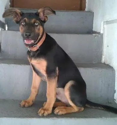 Cachorro ra a Pastor Belga idade 2 a 6 meses nome Logan