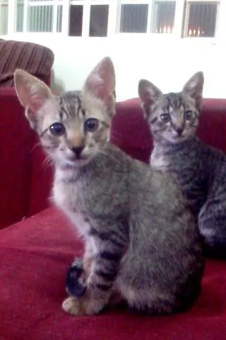 Gato raça nao sei idade Abaixo de 2 meses nome bel