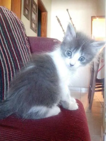 Gato raça nao sei idade Abaixo de 2 meses nome bel