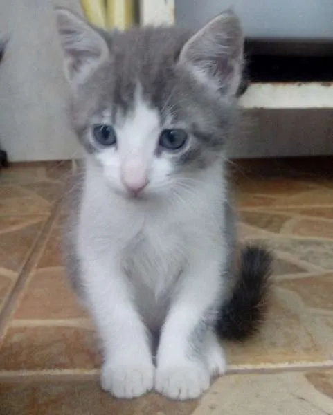 Gato raça nao sei idade Abaixo de 2 meses nome bel
