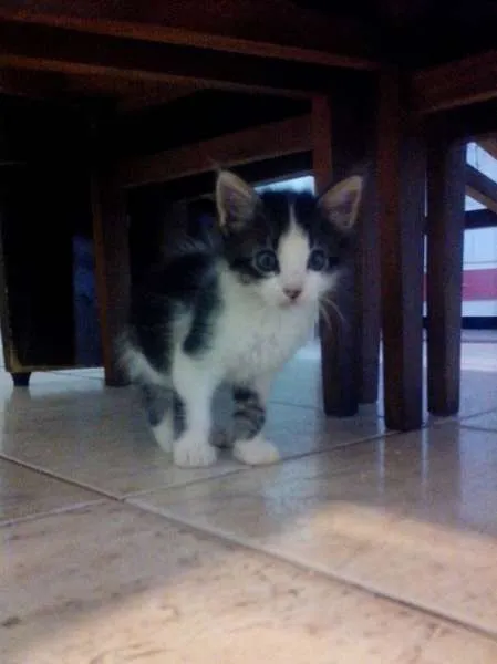 Gato raça nao sei idade Abaixo de 2 meses nome bel