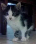 bel