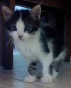 Gato raça nao sei idade Abaixo de 2 meses nome bel
