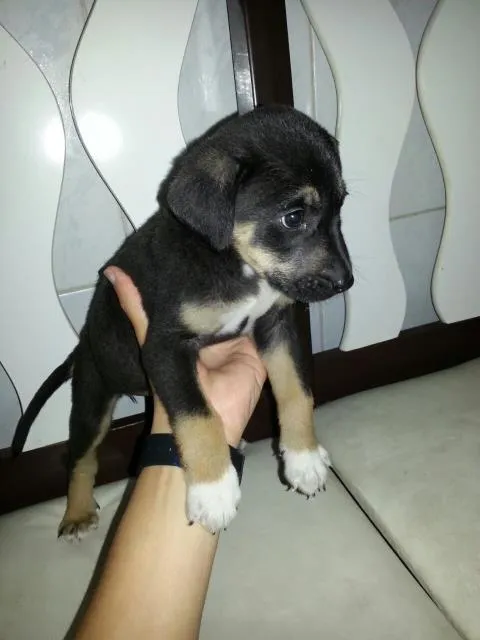 Cachorro ra a SRD idade Abaixo de 2 meses nome Princesa
