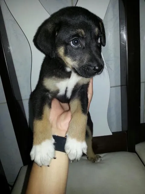Cachorro ra a SRD idade Abaixo de 2 meses nome Princesa