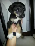 Princesa