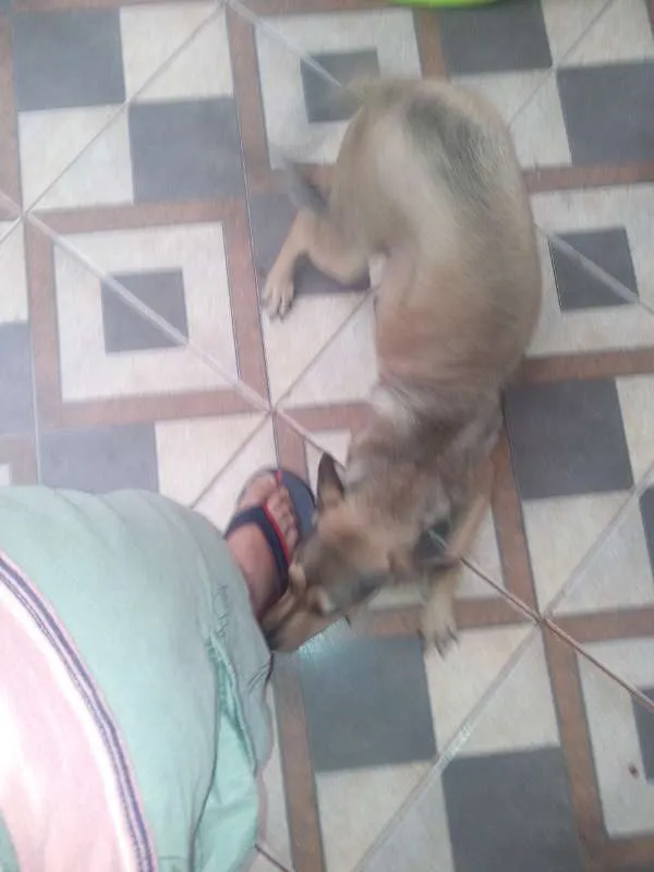 Cachorro ra a Vira Lata idade 2 a 6 meses nome July