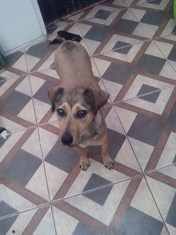 Cachorro ra a Vira Lata idade 2 a 6 meses nome July