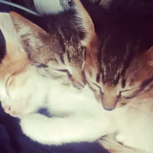 Gato raça SRD idade 2 a 6 meses nome tuti, mel, lion, fênix
