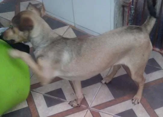 Cachorro ra a Vira Lata idade 2 a 6 meses nome July