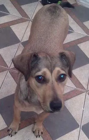 Cachorro ra a Vira Lata idade 2 a 6 meses nome July