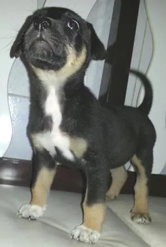 Cachorro ra a SRD idade Abaixo de 2 meses nome Princesa