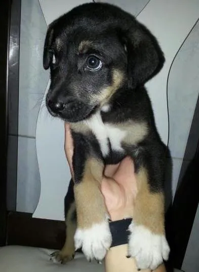 Cachorro ra a SRD idade Abaixo de 2 meses nome Princesa