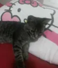 Tigrinho