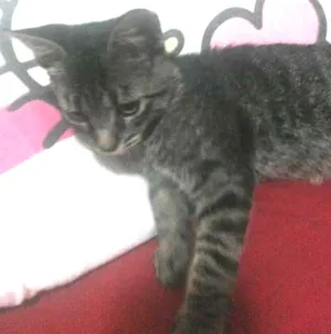 Gato raça SRD idade 2 a 6 meses nome Tigrinho