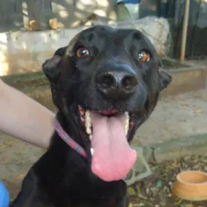 Cachorro raça SRD idade 4 anos nome Zaia