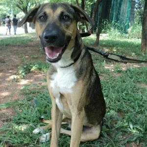 Cachorro raça SRD idade 3 anos nome Mozzie