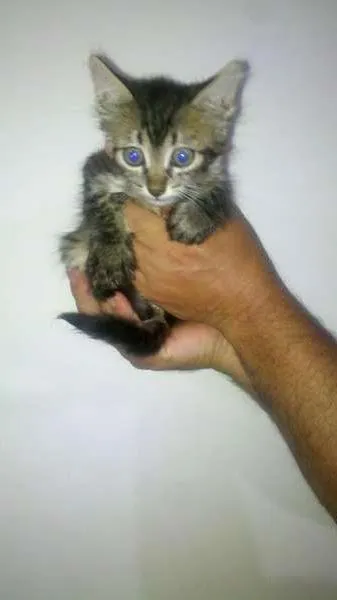 Gato ra a SRD idade Abaixo de 2 meses nome filhotes