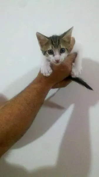 Gato ra a SRD idade Abaixo de 2 meses nome filhotes