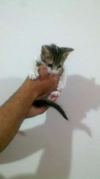 Gato ra a SRD idade Abaixo de 2 meses nome filhotes