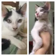 Lindas gatinhas