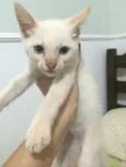 Linda gatinha