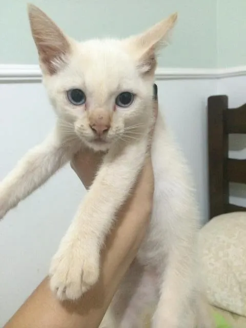 Gato ra a Srd idade Abaixo de 2 meses nome Linda gatinha