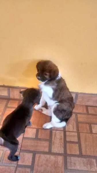Cachorro raça vira latas idade Abaixo de 2 meses nome Samanta/ Pandora