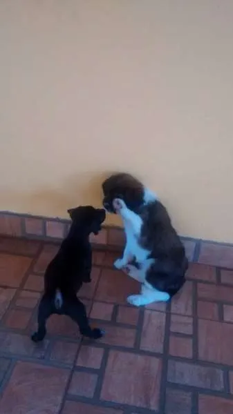 Cachorro raça vira latas idade Abaixo de 2 meses nome Samanta/ Pandora