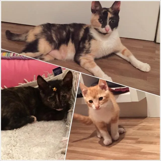 Gato ra a  idade Abaixo de 2 meses nome Doa-se mãe e filhotes 