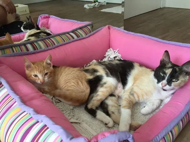 Gato ra a  idade Abaixo de 2 meses nome Doa-se mãe e filhotes 