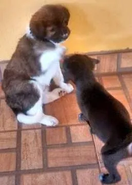 Cachorro raça vira latas idade Abaixo de 2 meses nome Samanta/ Pandora