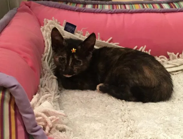 Gato ra a  idade Abaixo de 2 meses nome Doa-se mãe e filhotes 