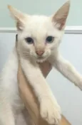 Linda gatinha