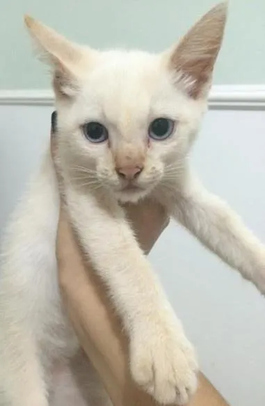 Gato ra a Srd idade Abaixo de 2 meses nome Linda gatinha