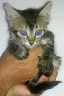Gato raça SRD idade Abaixo de 2 meses nome filhotes