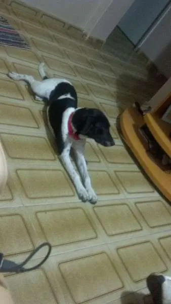 Cachorro ra a  idade 1 ano nome Ninna