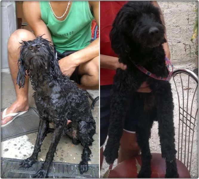 Cachorro ra a Poodle idade 2 a 6 meses nome Sem nome