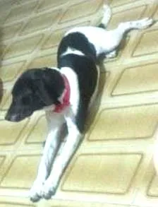 Cachorro raça  idade 1 ano nome Ninna
