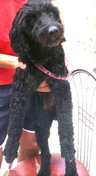 Cachorro ra a Poodle idade 2 a 6 meses nome Sem nome