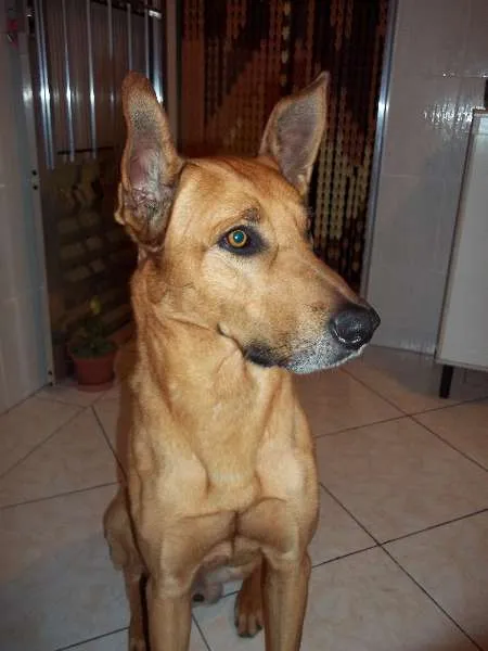 Cachorro ra a SRD idade 6 ou mais anos nome Iron