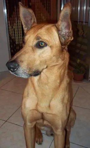 Cachorro raça SRD idade 6 ou mais anos nome Iron