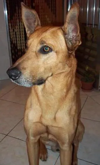 Cachorro ra a SRD idade 6 ou mais anos nome Iron