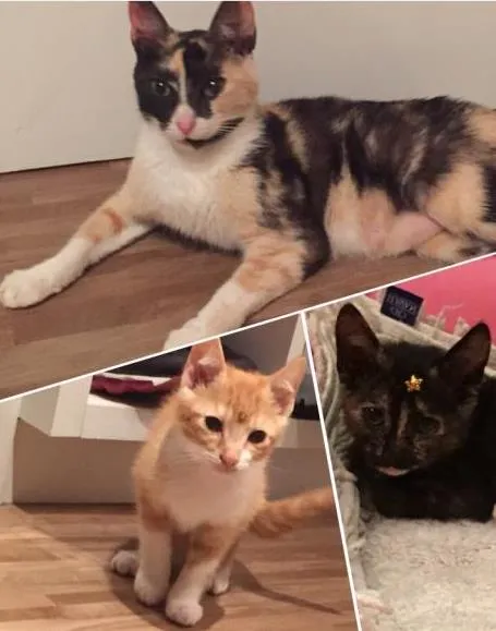 Gato ra a  idade Abaixo de 2 meses nome Doa-se mãe e filhotes 