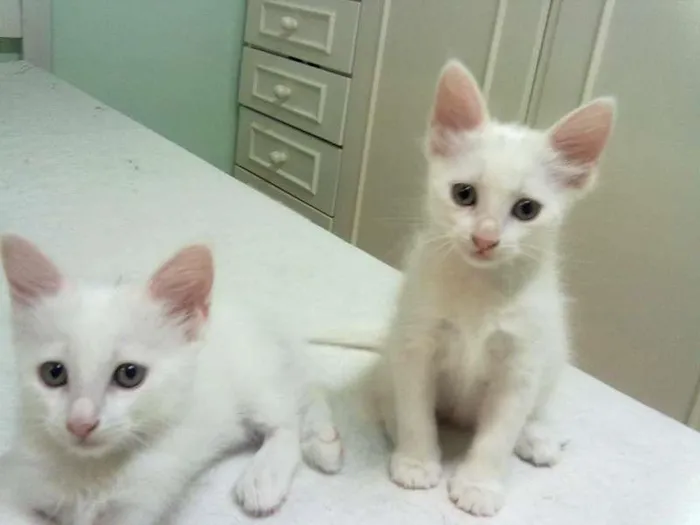 Gato ra a sem raça idade 2 a 6 meses nome Bebê