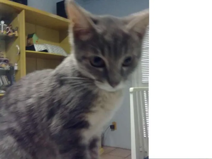 Gato ra a sem raça idade 2 a 6 meses nome Bebê
