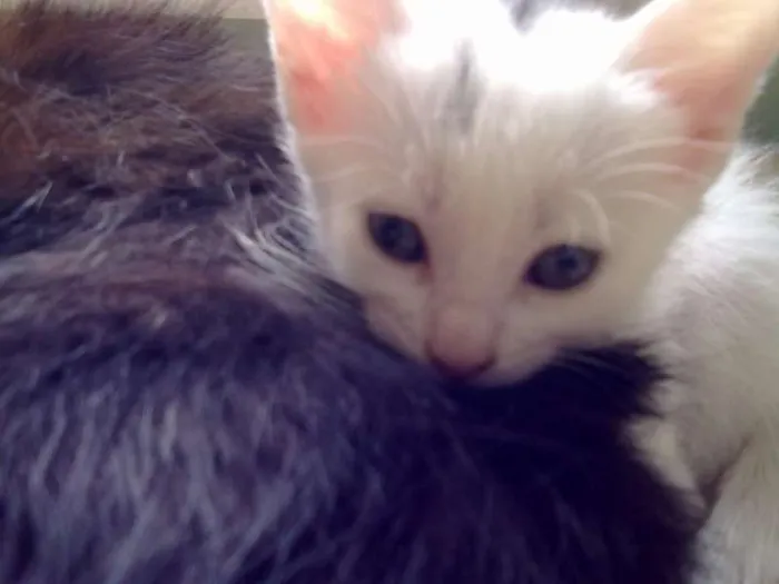 Gato ra a sem raça idade 2 a 6 meses nome Bebê