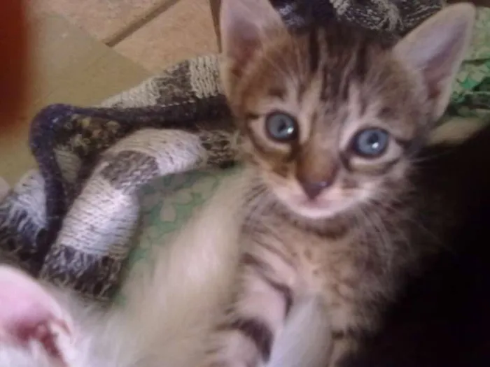 Gato ra a sem raça idade 2 a 6 meses nome Bebê