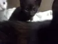 Bebê