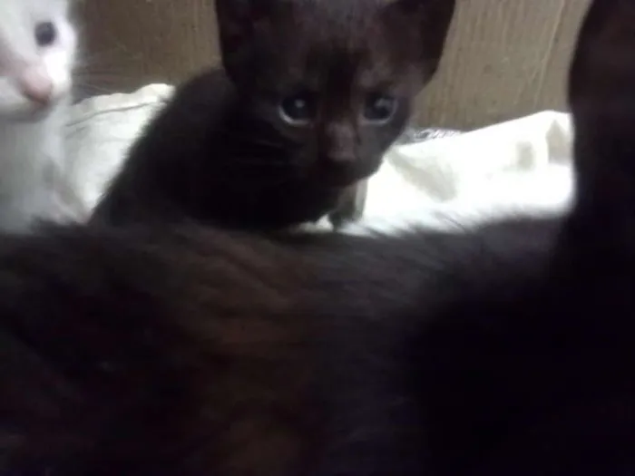 Gato ra a sem raça idade 2 a 6 meses nome Bebê
